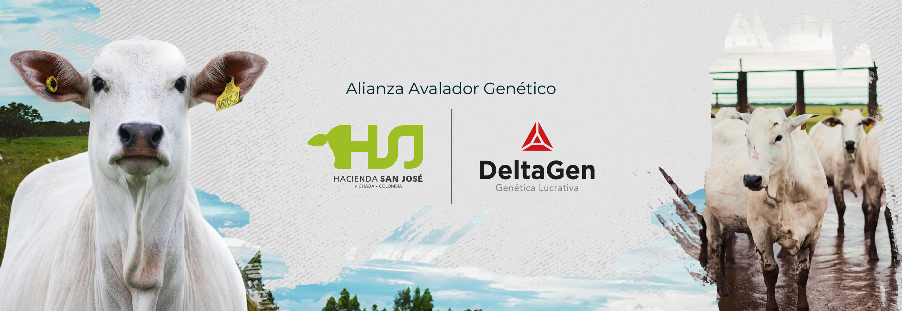 Ganadería colombiana y mejoramiento genético