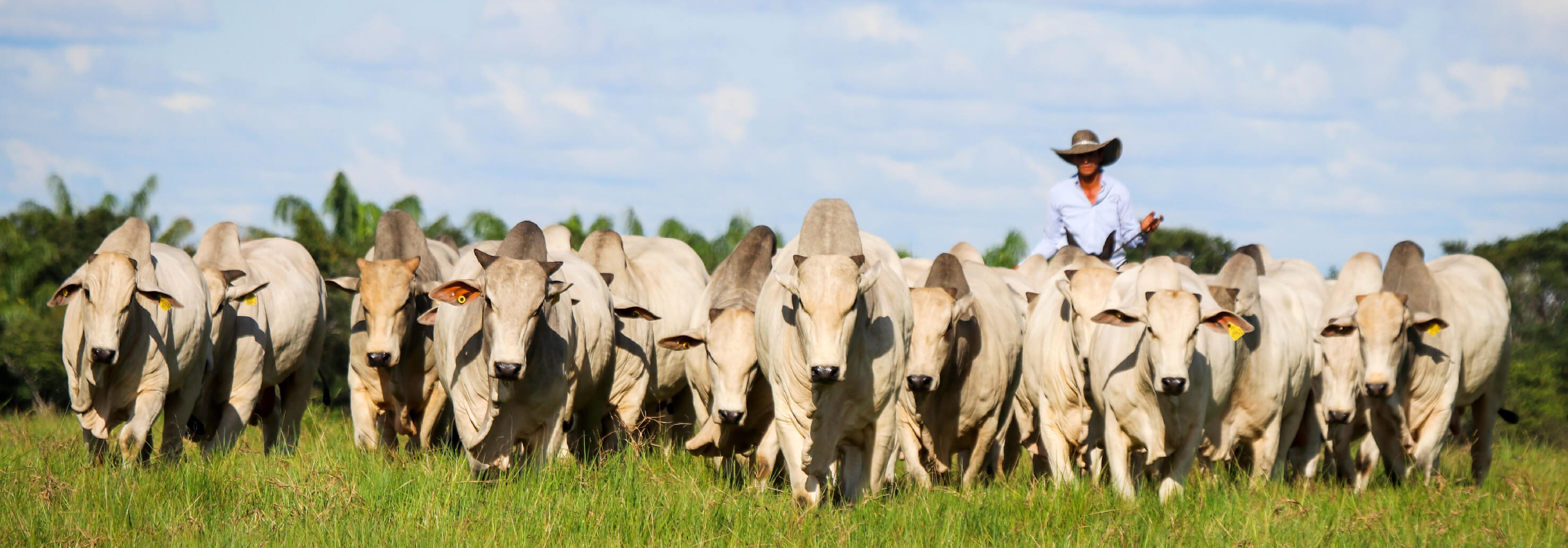 Ganado comercial, semen angus, toros performance, vacas receptoras, genética nelore ciclo corto